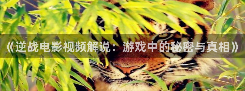 成年视频女人的天堂天天看片