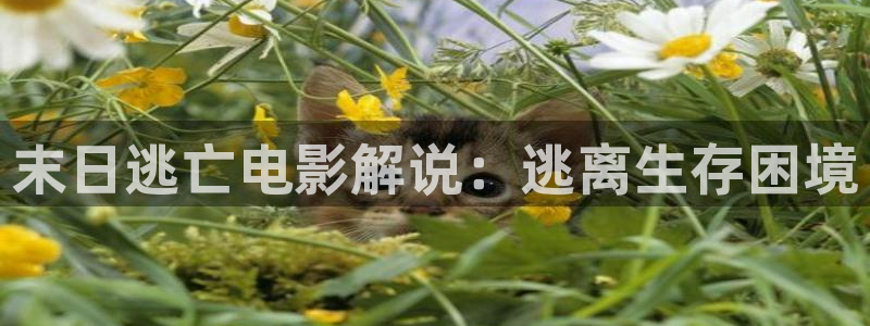 神马电影天堂在线观看我的姐姐：末日逃亡电影解说：逃离生存困境